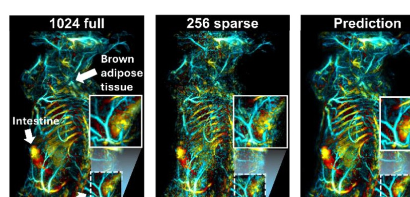 Hybrid diffusion enhanced PACT images